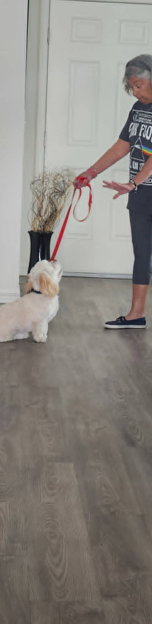 All American Dog Training Academy gallery photo 1