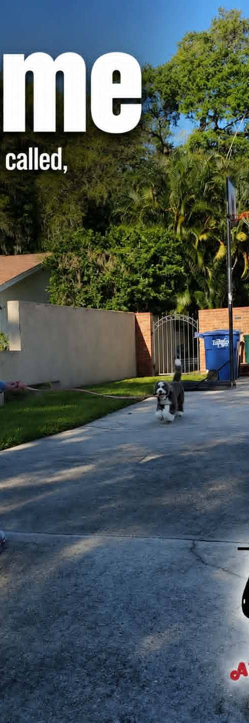 All American Dog Training Academy gallery photo 6