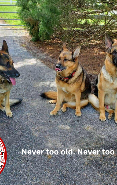 All American Dog Training Academy gallery photo 10
