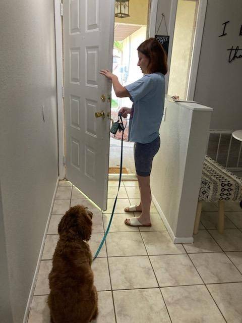 All American Dog Training Academy gallery photo 11