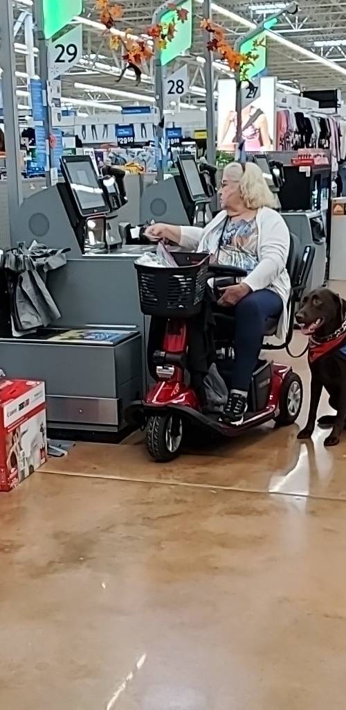 All American Dog Training Academy gallery photo 12